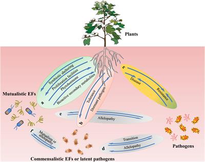 Frontiers | Endophytic Fungi: From Symbiosis To Secondary Metabolite ...